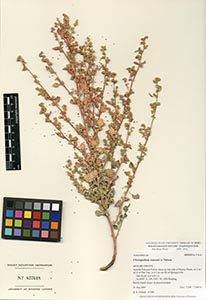 Herbarium Sheet of 